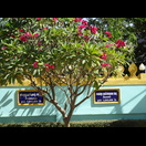 Bereits mit einer Spende von 1.000.000 Kip (entspricht 44&nbsp;€) zugunsten des Tempels wird man mit einer Plakette an der Außenmauer geehrt; in Deutschland wären damit nicht einmal die Kosten für die Tafel gedeckt